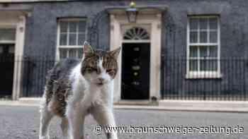 Aufruhr um Großbritanniens berühmtesten Kater: Ist Larry tot?