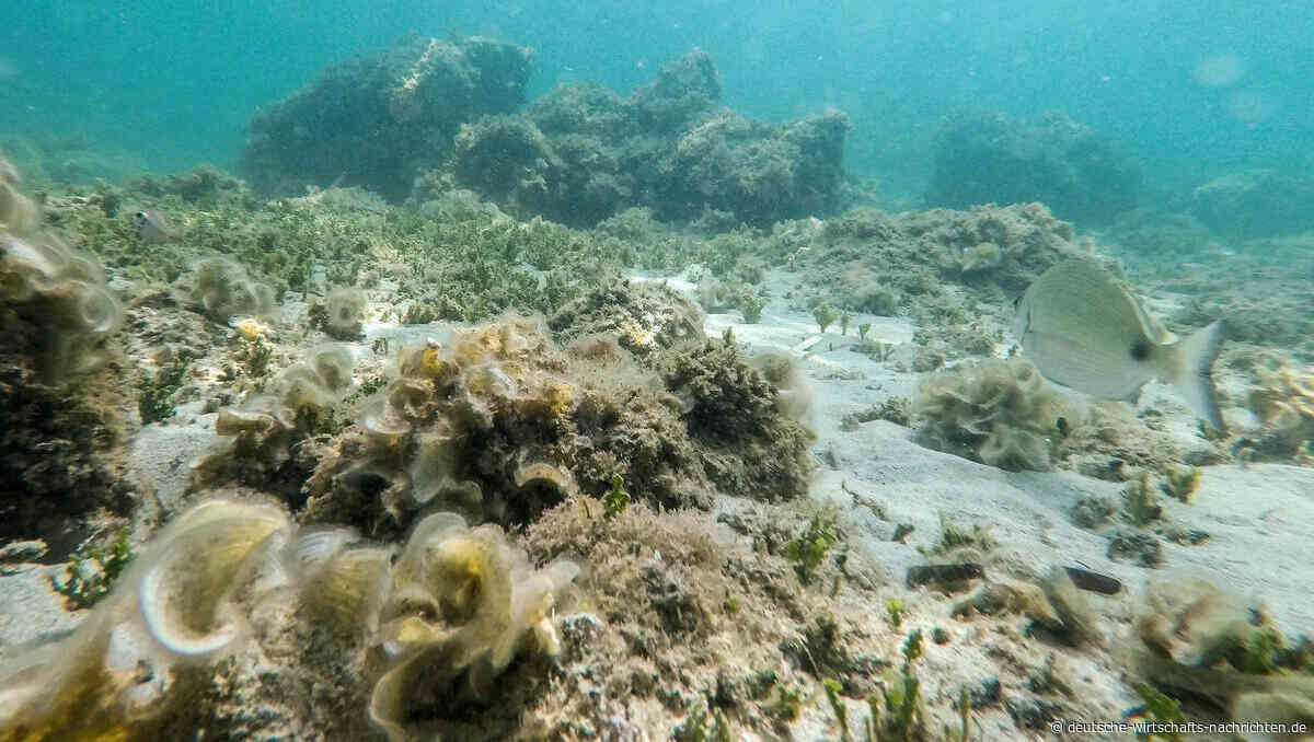 Forscher warnen: Rekordwärme in Europas Meeren geht auf Klimawandel zurück