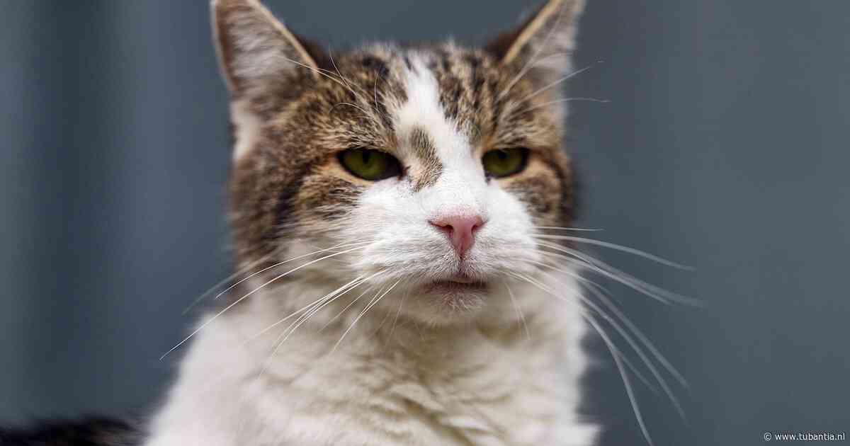 Downing Street-kat Larry the Cat (19) geeft teken van leven