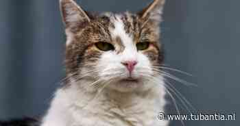 Downing Street-kat Larry the Cat (19) geeft teken van leven