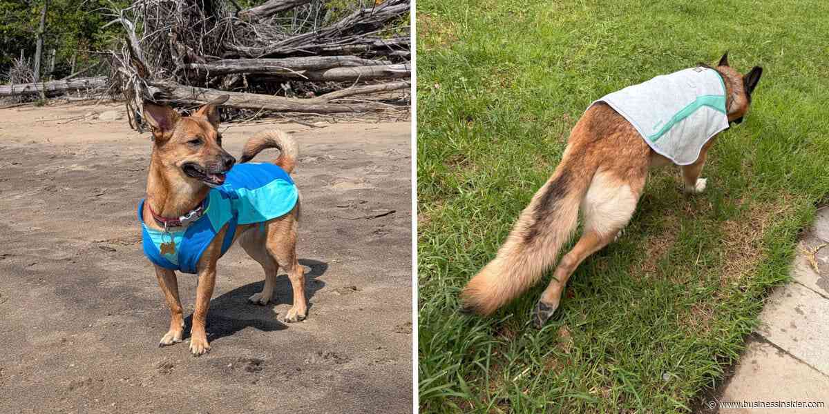 Best dog cooling vests