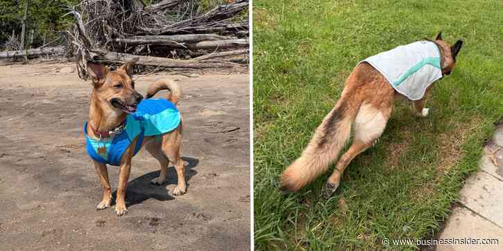 Best dog cooling vests