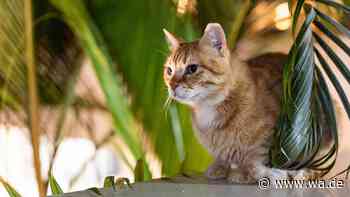 Diese Zimmerpflanzen können Hunden und Katzen schaden
