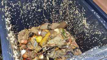 Flies and maggots will never invade any of your bins if you use 1 natural household item