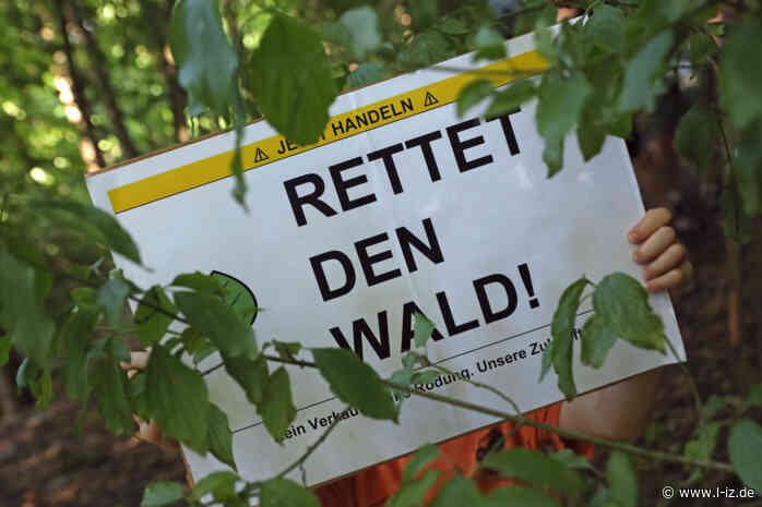 Grünen-Antrag zum Capa-Wäldchen: Die Rodung des Waldes muss ein Tabu sein!