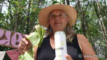 Cracking down on Japanese knotweed in Quebec — 1 lemonade can at a time
