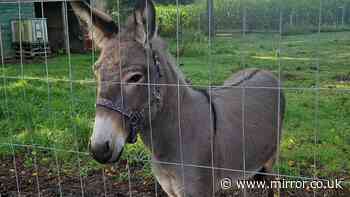 Aggressive runaway donkey jumped into van injuring three people