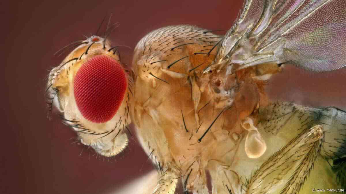 Winzige Nervensägen: So entstehen falsche Erinnerungen und Träume – im Kopf einer Fruchtfliege