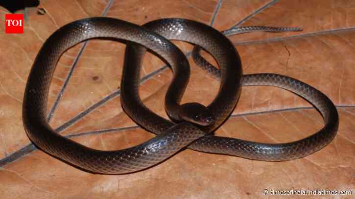 New snake species named after Guns N’ Roses guitarist Slash; here’s why scientists chose him