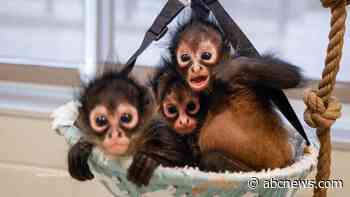 WATCH:  Rescued baby spider monkeys find a new home at the Nashville Zoo