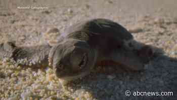WATCH:  Moment on the Earth: Baby green sea turtles delight