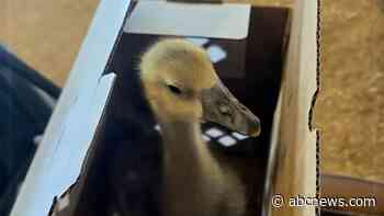 WATCH:  Heroic goose warns family of fire