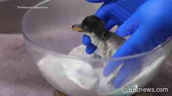 WATCH:  Tennessee Aquarium welcomes penguin baby boom