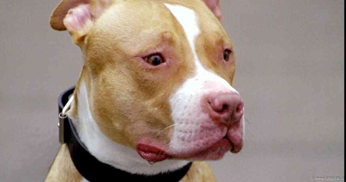 Burgemeester grijpt in na dodelijk aanval van pitbull op hond in Haaksbergen