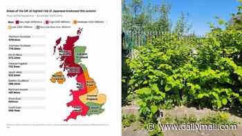 Revealed: The areas most at risk from Japanese Knotweed this autumn - and it's bad news for people in the north