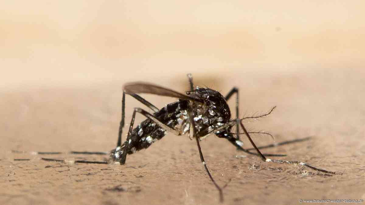Mückenstiche im Sommer: Jede Mückenart sucht sich ihre Opfer anders aus