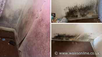 Girl collapsed after sleeping in mouldy room in Chepstow council house