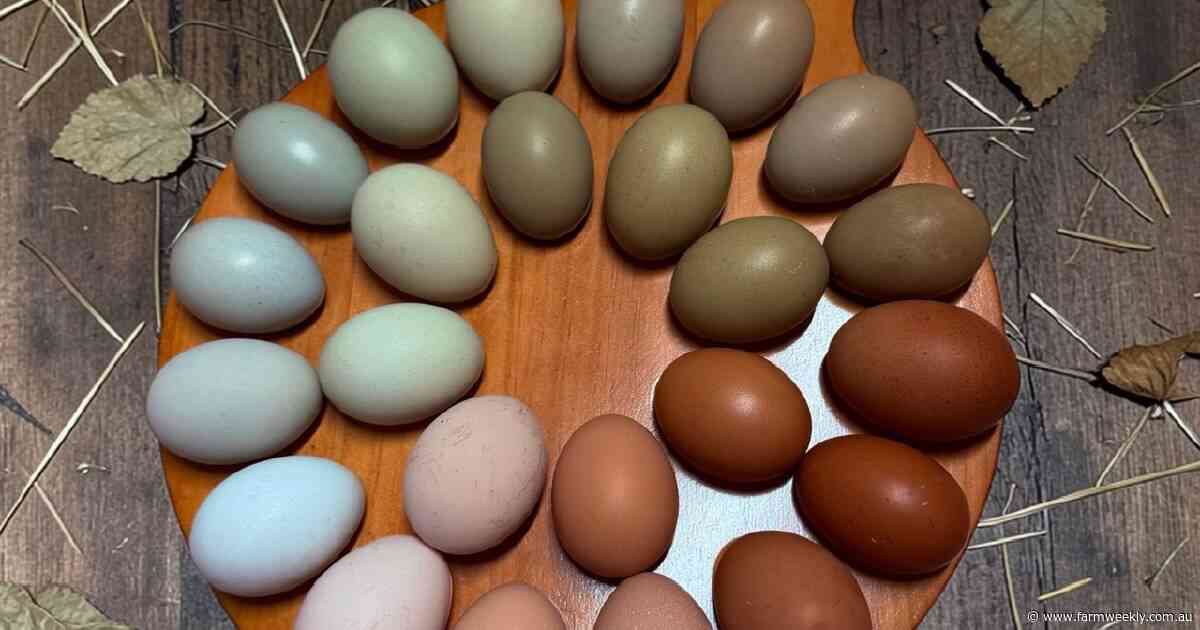 Diversification sees Hills couple not putting all their eggs in one basket