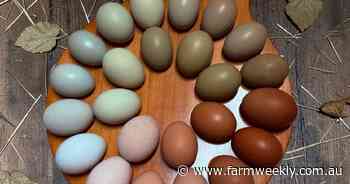 Diversification sees Hills couple not putting all their eggs in one basket