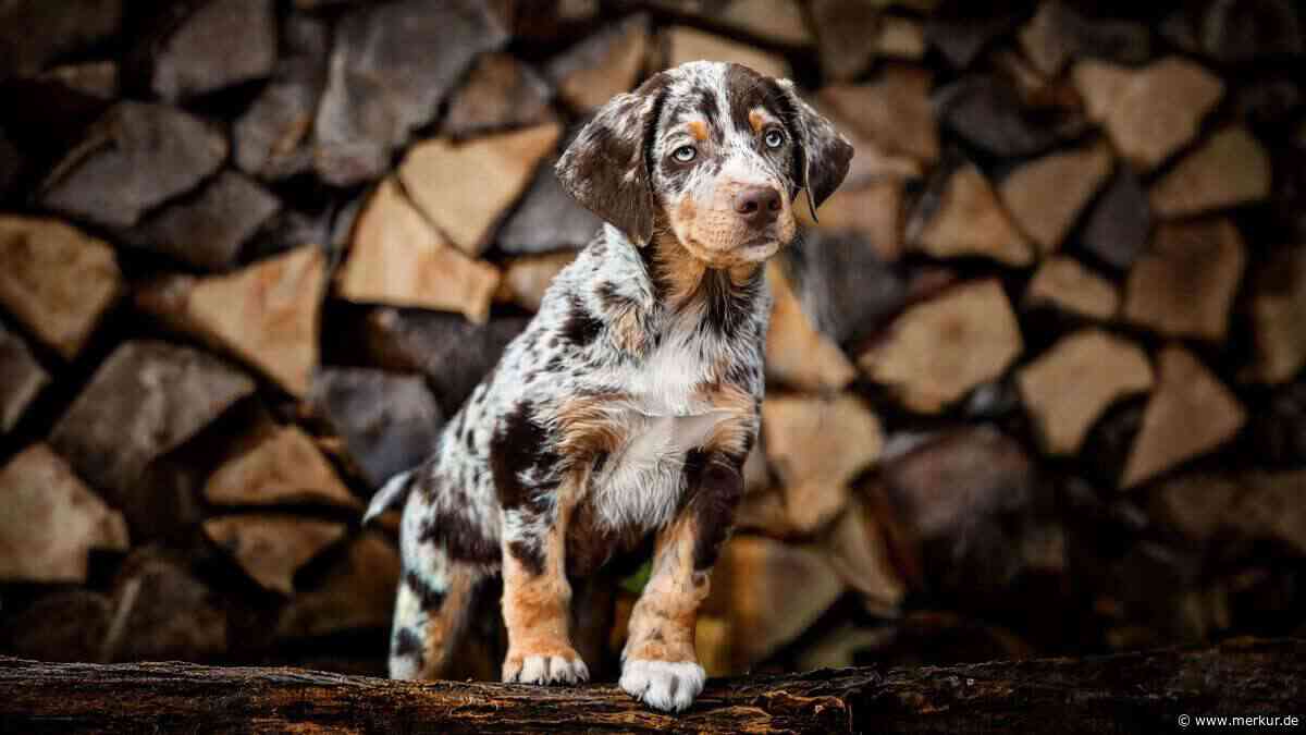 Hütehund trifft Apportierhund: Was den Aussiedor so besonders und auch anspruchsvoll macht