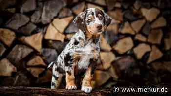 Hütehund trifft Apportierhund: Was den Aussiedor so besonders und auch anspruchsvoll macht