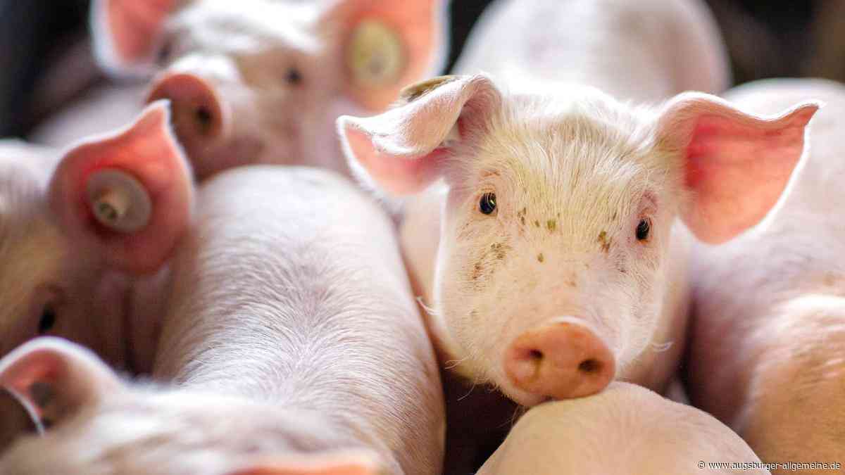 „Kontaminiertes Fleisch“: Neuburger Landwirtin zu Geldstrafe verurteilt