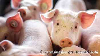 „Kontaminiertes Fleisch“: Neuburger Landwirtin zu Geldstrafe verurteilt