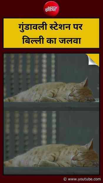गुंडावली स्टेशन पर बिल्ली का जलवा | #MumbaiMetro #GundavaliMetroStation #ChiefFelineOfficer