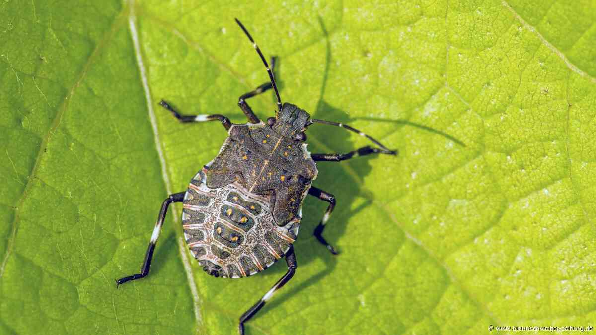 Invasive Stinkwanze erobert Großstädte – und sucht Schutz in Wohnungen