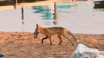 Visitors outfoxed by footwear thieves at provincial park in Sask.