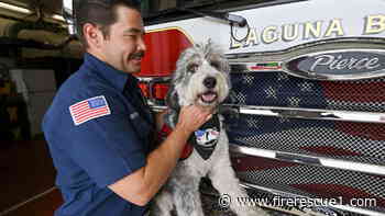Calif. first responders turn to peer-support dogs to help cope with trauma