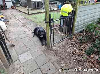 Brandweer redt hond bij vergeten pannetje op vuur