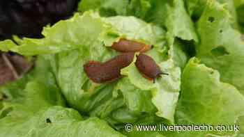 Slugs will stop eating your plants if you sprinkle leftover ingredient on soil