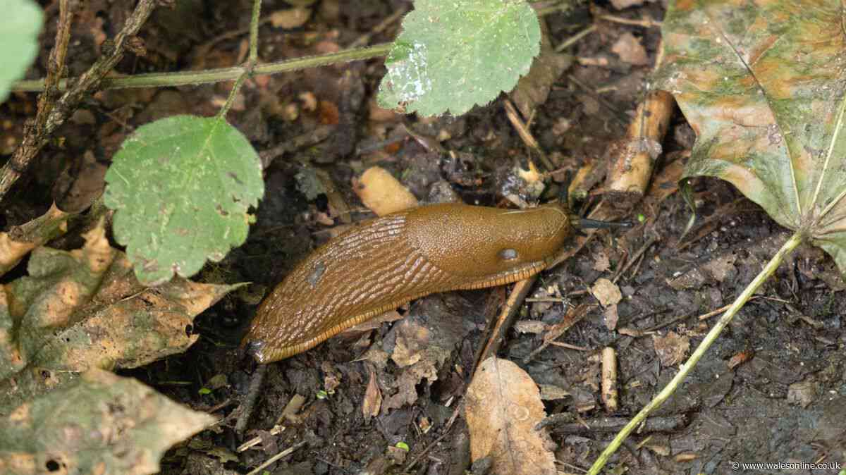 Slugs and snails will leave your plants alone thanks to gardener's tip