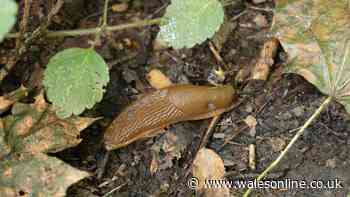 Slugs and snails will leave your plants alone thanks to gardener's tip