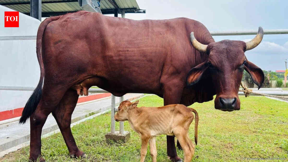 Assam achieves historic milestone with IVF-born indigenous Lakhimi calf: CM Sarma