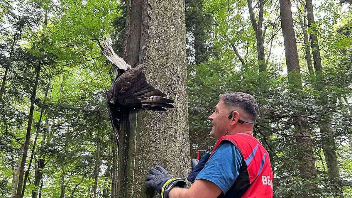 Mäusebussard steckt in Baumspalte – Bergwacht muss anrücken