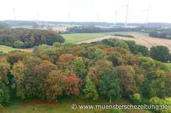 Zu bunt sind schon die Wälder: Warum die Buchen in den Baumbergen sterben