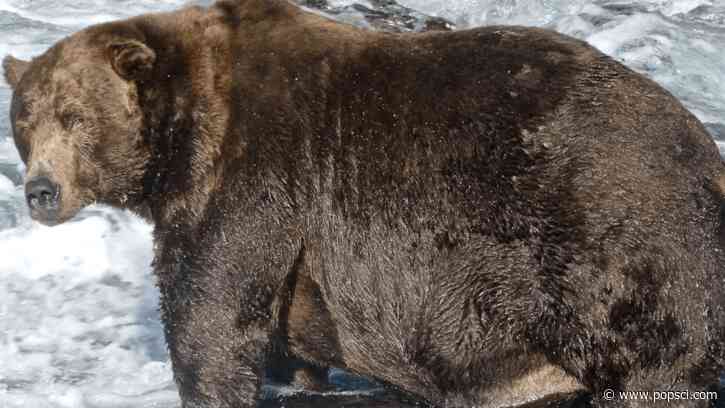 New Fat Bear Week children’s book turns Katmai’s famous bears into wrestlers