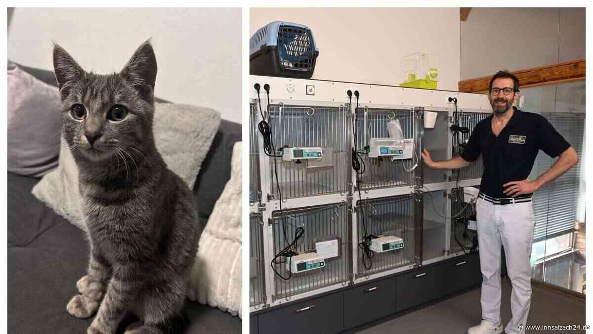 Kein Tierarzt im Notfall? Rosenheimerin muss mit verletztem Kater warten – Kliniken am Limit