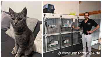 Kein Tierarzt im Notfall? Rosenheimerin muss mit verletztem Kater warten – Kliniken am Limit