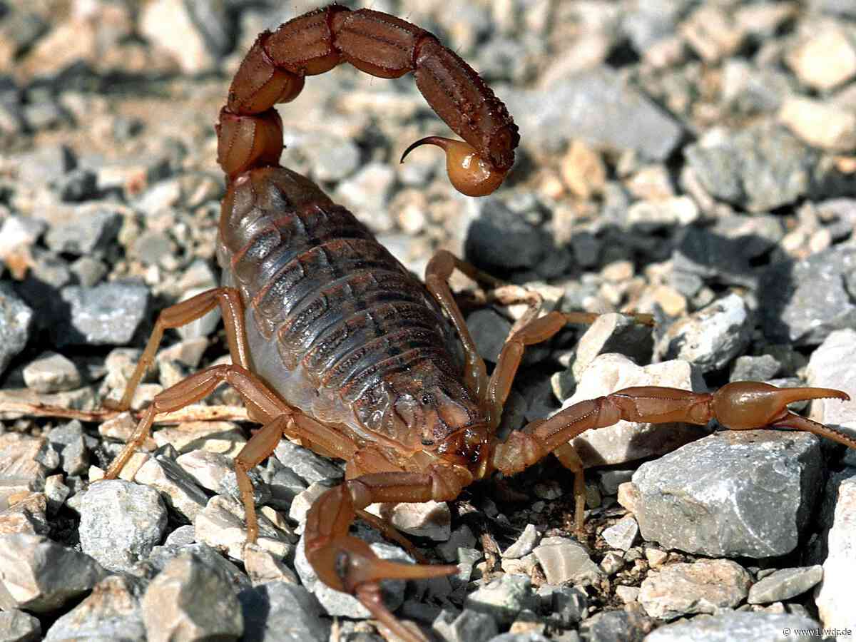 Mitgebrachter Skorpion sticht Fluggast in Düsseldorf