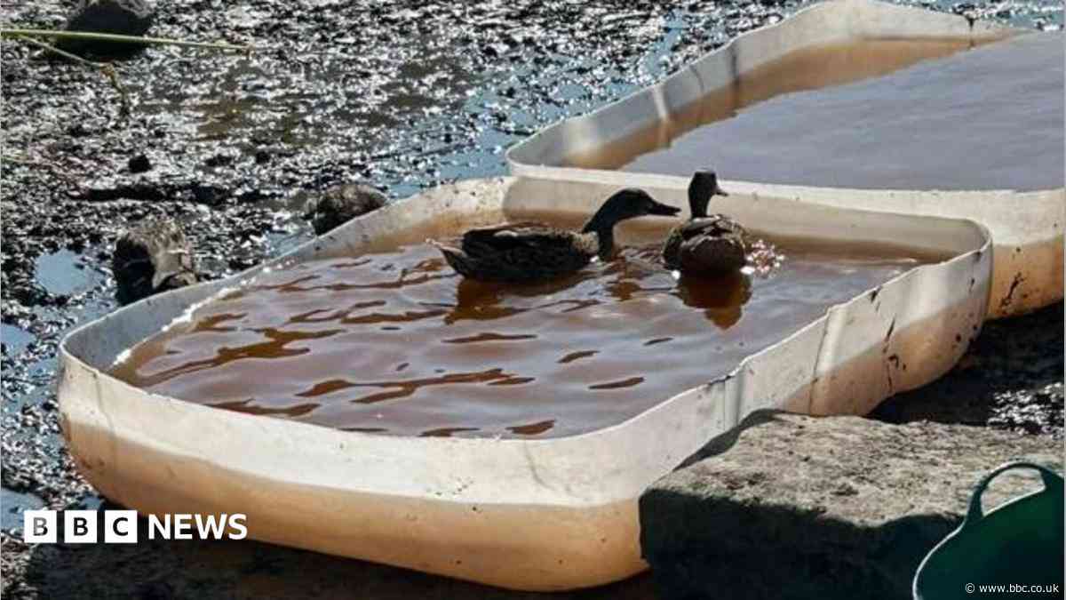 Paddling pools created for ducks as pond dries up