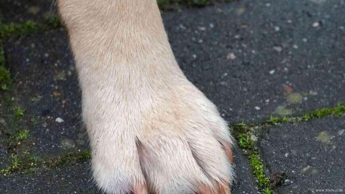 Hund stirbt nach Unfall: Auto-Fahrer in Niederbayern fährt einfach weiter