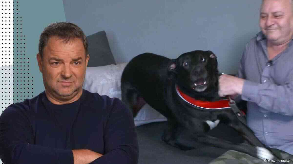 „Ich habe Angst“: Labarador Socke schickt Herrchen laut Martin Rütter auf „Spießrutenlauf“