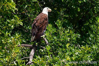 Texas man shot a bald eagle in his backyard. Now he's going to prison
