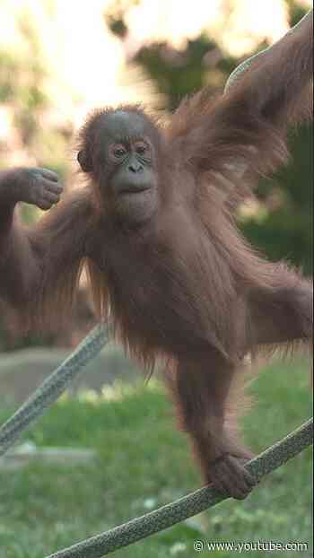 Orangutan Troop Treetop Twirls 🍊