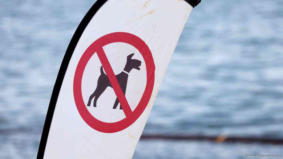 Mass protest planned as dog owners fight back over beach ban