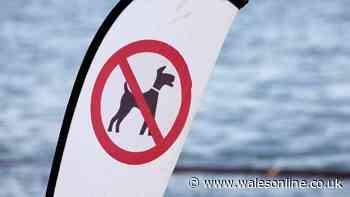 Mass protest planned as dog owners fight back over beach ban