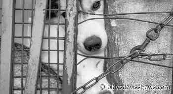 Gobernación de Lara impulsa revisión de leyes para endurecer sanciones por abuso y crueldad animal